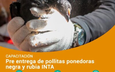 CAPACITACIÓN Y PRE ENTREGA DE POLLITAS PONEDORAS NEGRA Y RUBIA INTA EN TOLHUIN